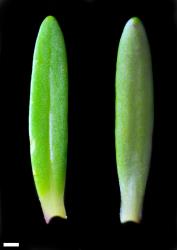 Veronica linifolia. Leaf surfaces, adaxial (left) and abaxial (right). Scale = 1 mm.
 Image: P.J. Garnock-Jones © Te Papa CC-BY-NC 3.0 NZ